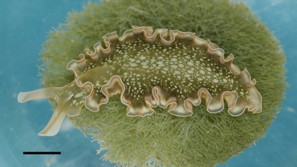 Элизия: Животное, которое превращается в овощ Элизия: Животное, которое превращается в овощ