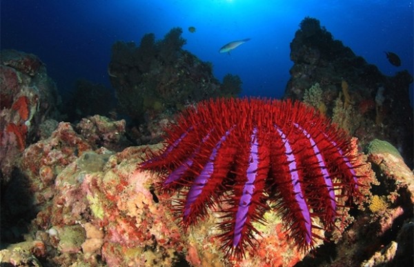 Сколько глаз у морской звезды? Сколько глаз у морской звезды?