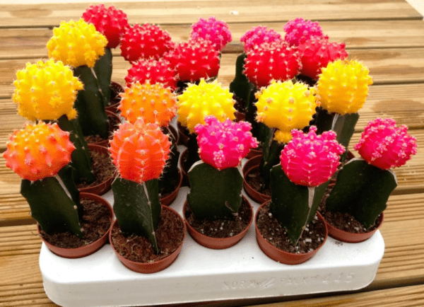 10 самых красивых кактусов для дома 10 самых красивых кактусов для дома