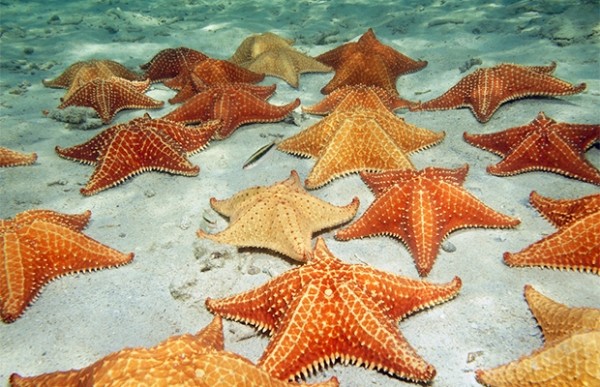 Сколько глаз у морской звезды? Сколько глаз у морской звезды?