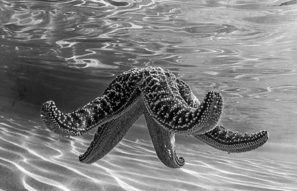 Сколько глаз у морской звезды? Сколько глаз у морской звезды?