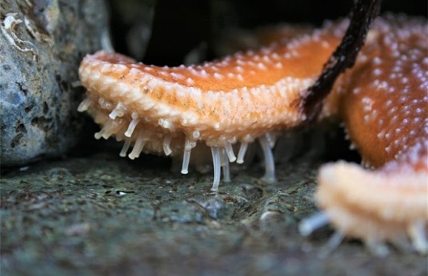 Сколько глаз у морской звезды? Сколько глаз у морской звезды?