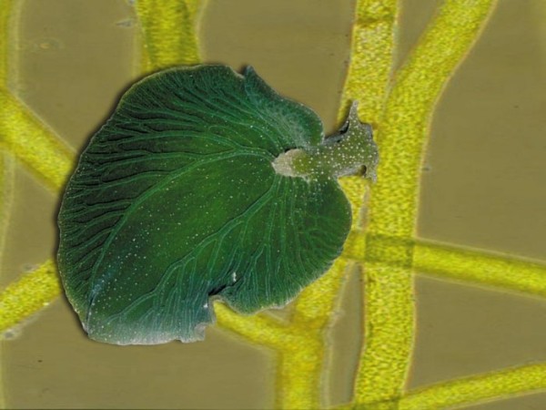 Элизия: Животное, которое превращается в овощ Элизия: Животное, которое превращается в овощ