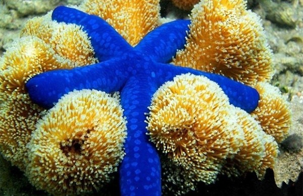 Сколько глаз у морской звезды? Сколько глаз у морской звезды?