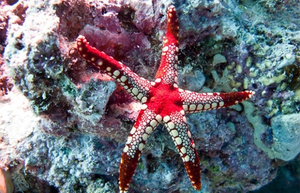 Сколько глаз у морской звезды? Сколько глаз у морской звезды?