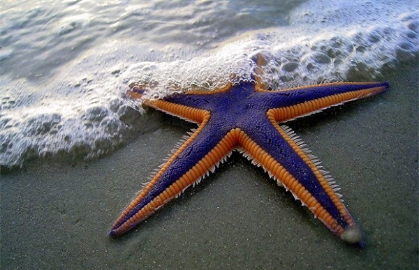 Сколько глаз у морской звезды? Сколько глаз у морской звезды?