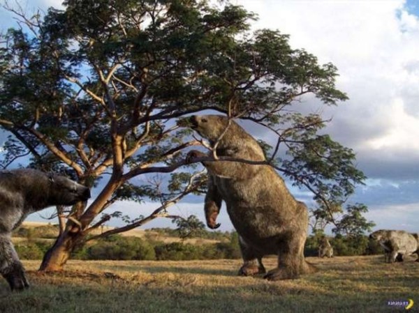 Огромные страшные норы – кто их вырыл? Огромные страшные норы – кто их вырыл?