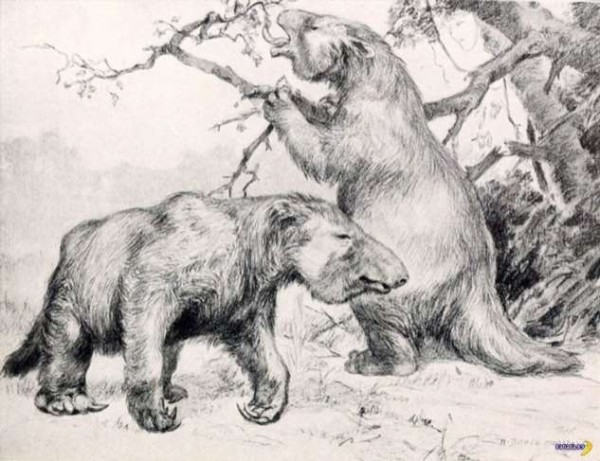 Огромные страшные норы – кто их вырыл? Огромные страшные норы – кто их вырыл?