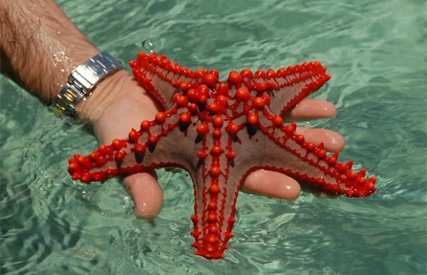 Сколько глаз у морской звезды? Сколько глаз у морской звезды?