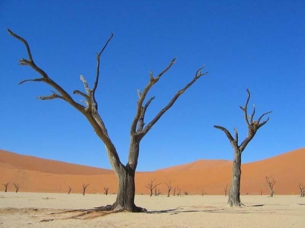 Сюрреалистические пейзажи парка Намиб-Науклуфт Сюрреалистические пейзажи парка Намиб-Науклуфт