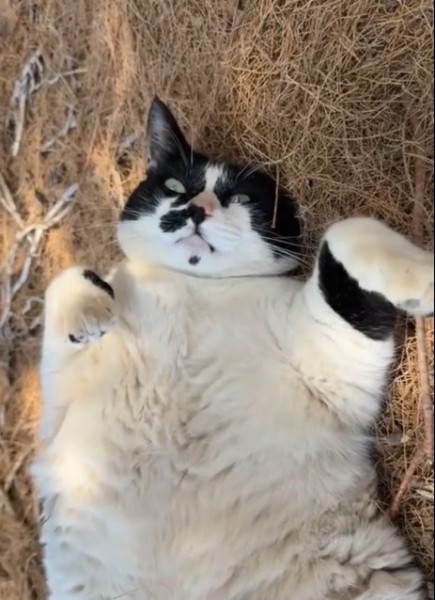 Толстый кот стал официальной достопримечательностью острова Крит