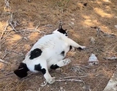 Толстый кот стал официальной достопримечательностью острова Крит