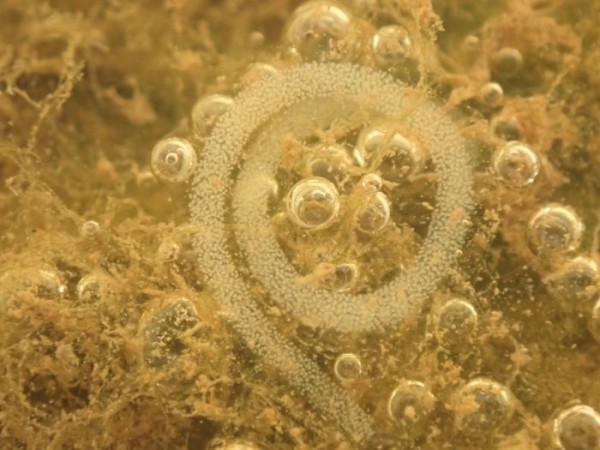 Элизия: Животное, которое превращается в овощ