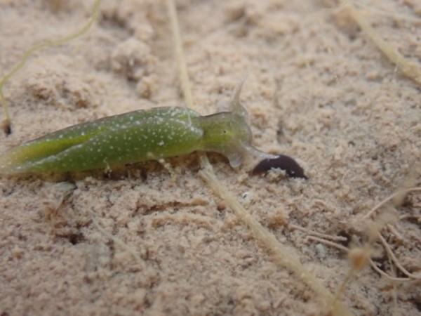 Элизия: Животное, которое превращается в овощ