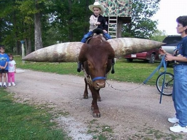 Watusi - бык с самыми большими рогами (8 фото)