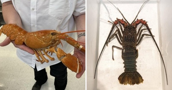 14 коварных пар продуктов, которые настолько похожи, что так и норовят нас запутать 14 коварных пар продуктов, которые настолько похожи, что так и норовят нас запутать