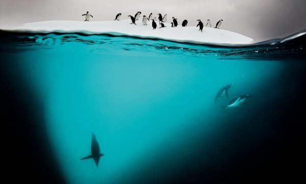 20 любопытных фактов об Антарктиде, которых вы не знали 20 любопытных фактов об Антарктиде, которых вы не знали