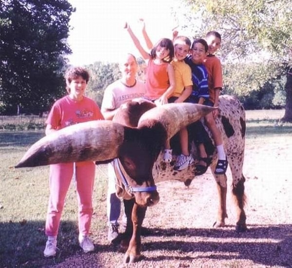 Watusi - бык с самыми большими рогами (8 фото)