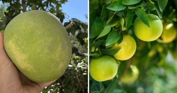 14 коварных пар продуктов, которые настолько похожи, что так и норовят нас запутать 14 коварных пар продуктов, которые настолько похожи, что так и норовят нас запутать