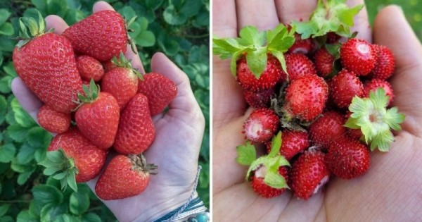 14 коварных пар продуктов, которые настолько похожи, что так и норовят нас запутать 14 коварных пар продуктов, которые настолько похожи, что так и норовят нас запутать