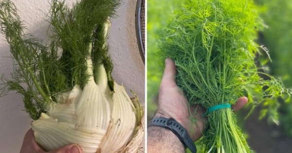 14 коварных пар продуктов, которые настолько похожи, что так и норовят нас запутать 14 коварных пар продуктов, которые настолько похожи, что так и норовят нас запутать