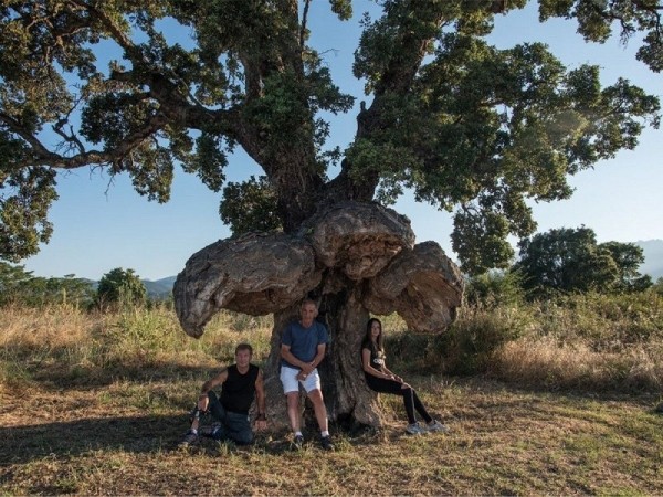 15 деревья в Европе с  интереснейшей историей