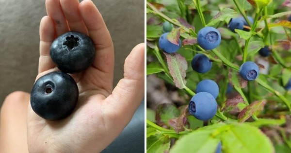 14 коварных пар продуктов, которые настолько похожи, что так и норовят нас запутать 14 коварных пар продуктов, которые настолько похожи, что так и норовят нас запутать