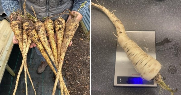 14 коварных пар продуктов, которые настолько похожи, что так и норовят нас запутать 14 коварных пар продуктов, которые настолько похожи, что так и норовят нас запутать