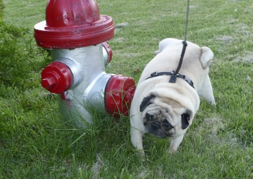 ТОП-10 интересные и малоизвестные факты о собаках