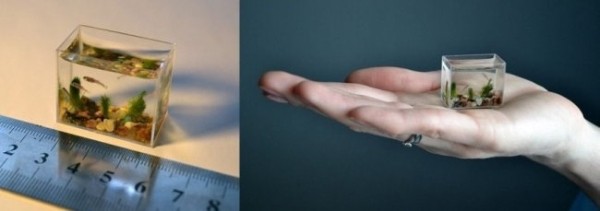 Самые невероятные аквариумы в мире