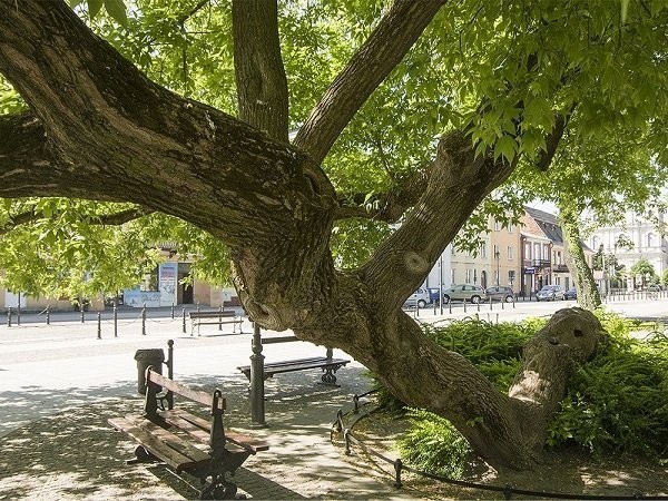 15 деревья в Европе с  интереснейшей историей