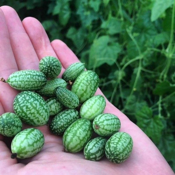 7 самых необычных растений для сада 7 самых необычных растений для сада