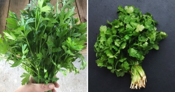 14 коварных пар продуктов, которые настолько похожи, что так и норовят нас запутать 14 коварных пар продуктов, которые настолько похожи, что так и норовят нас запутать