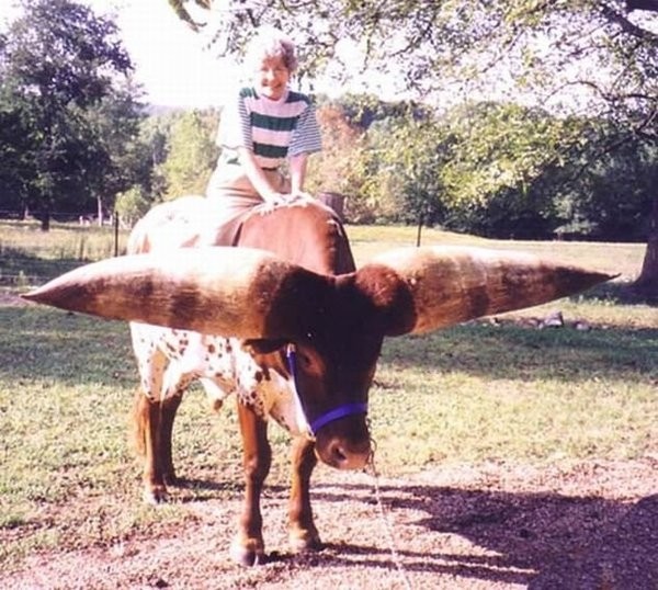 Watusi - бык с самыми большими рогами (8 фото)