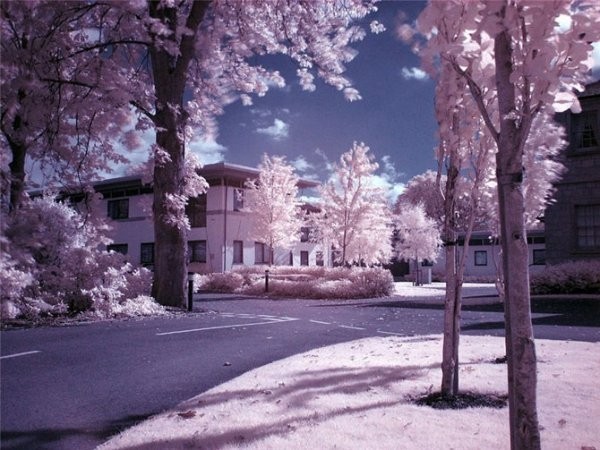 Инфракрасная фотография (12 фото) Инфракрасная фотография (12 фото)