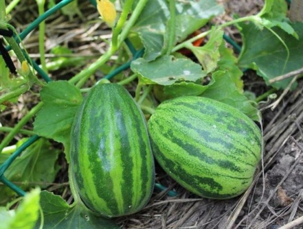 7 самых необычных растений для сада 7 самых необычных растений для сада