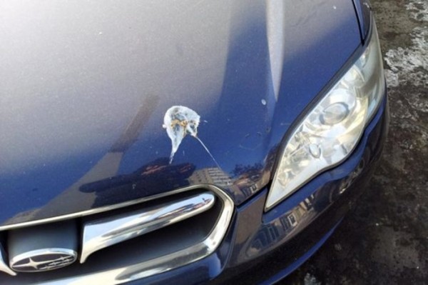 Каким образом птичий помет вредит кузову автомобиля и как его можно легко убрать