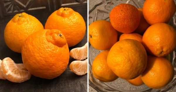 14 коварных пар продуктов, которые настолько похожи, что так и норовят нас запутать 14 коварных пар продуктов, которые настолько похожи, что так и норовят нас запутать