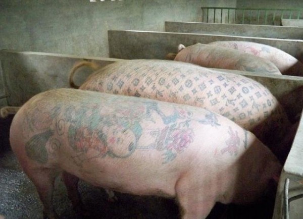 Мастер нанесения татуировок на свиней (10 фото) Мастер нанесения татуировок на свиней (10 фото)