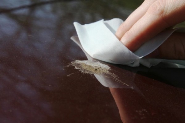 Каким образом птичий помет вредит кузову автомобиля и как его можно легко убрать