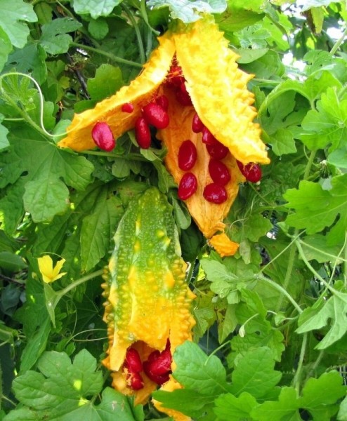 7 самых необычных растений для сада 7 самых необычных растений для сада