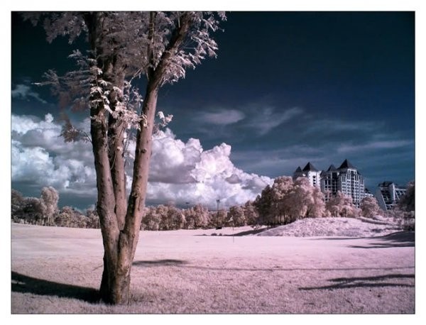 Инфракрасная фотография (12 фото) Инфракрасная фотография (12 фото)