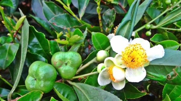 То, что вы не знали о чае То, что вы не знали о чае