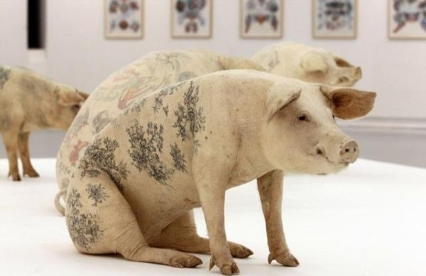 Мастер нанесения татуировок на свиней (10 фото) Мастер нанесения татуировок на свиней (10 фото)