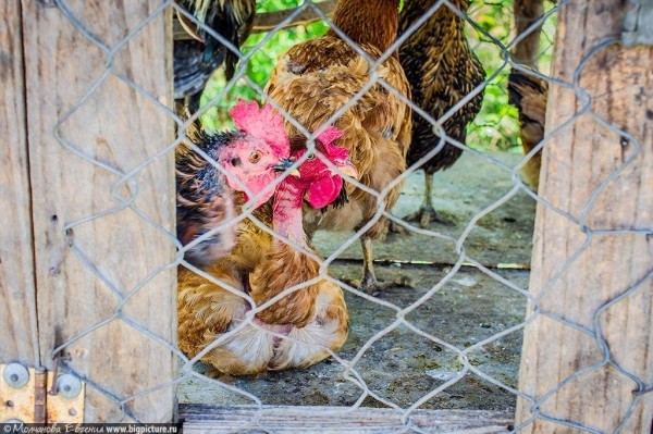 75 фактов про Доминиканскую Республику 75 фактов про Доминиканскую Республику