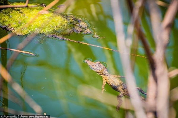 75 фактов про Доминиканскую Республику 75 фактов про Доминиканскую Республику