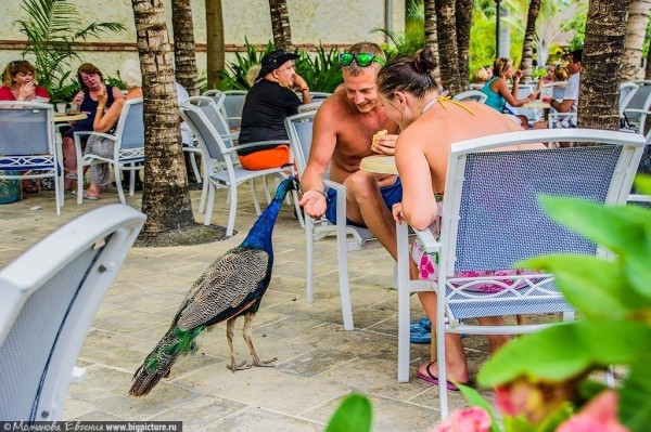 75 фактов про Доминиканскую Республику 75 фактов про Доминиканскую Республику