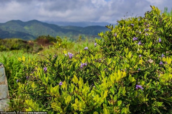 75 фактов про Доминиканскую Республику 75 фактов про Доминиканскую Республику