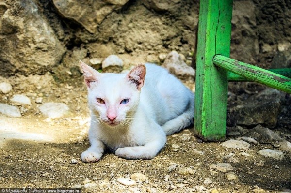 75 фактов про Доминиканскую Республику 75 фактов про Доминиканскую Республику