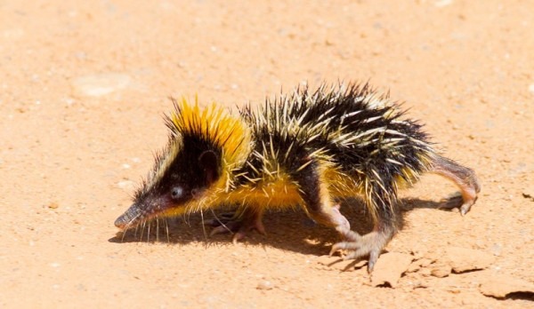 &laquo;Танцы с мёртвыми&raquo; и деревья‑людоеды: 13 причин, почему Мадагаскар удивляет